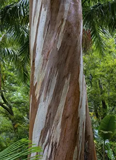 Botanical Garden Portugal Impressions: Blue Eucalyptus, also Common Eucalyptus