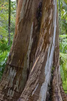 Europe Nature Scenes Impressions: Blue Eucalyptus, also Common Eucalyptus