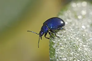 Impressions de Cône de la feuille de menthe bleu Coléoptères Des Feuilles Impressions: Cône bleu de la feuille de menthe.