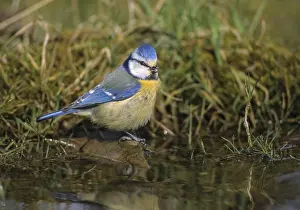 Bain Impressions: Mésange bleue, parus caeruleus, bain.