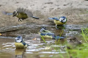 Bain Impressions: Mésange bleue, parus caeruleus, bain.