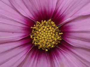 Empty Landscape With Flowers Impressions: Blute einer Aster
Blte einer Aster