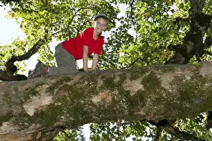 Child Looking At Camera Impressions: Boy climbing a deciduous tree