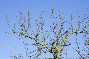 Deciduous Tree Germany Impressions: Branches of an apple tree, blue sky