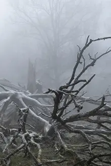 European Deciduous Forest Impressions: Branches of an old, lightning-split