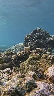 Underwater Coral Reef Impressions: Breathtaking view