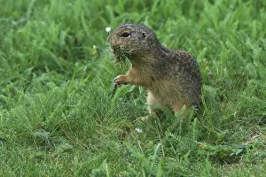 Austria Countryside Scenery Impressions: Brick, Sciuridae, looking at grass in his tree