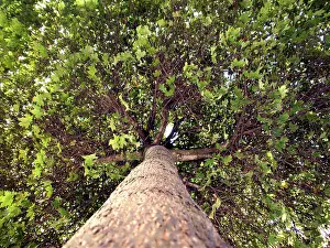 Tree Trunk Details Impressions: Broad-leafed tree