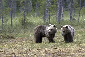 Predator Wildlife Impressions: Brown bear