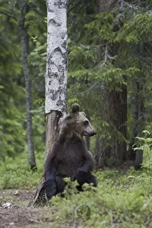Predator Wildlife Impressions: Brown bear