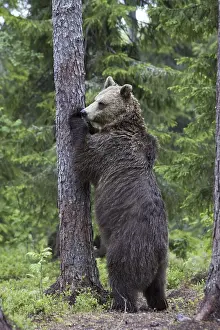 Predator Wildlife Impressions: Brown bear