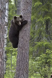 Predator Wildlife Impressions: Brown bear