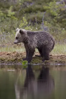 Predator Wildlife Impressions: Brown bear