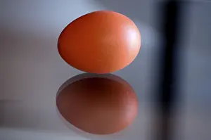 Organic Farm Products Impressions: Brown egg and reflection