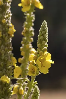 Yellow Flowering Plants Impressions: Brownroot, large-flowered mullein