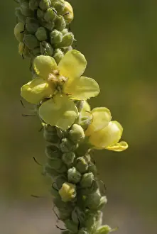 Yellow Flowering Plants Impressions: Brownroot, large-flowered mullein