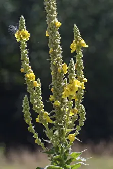 Yellow Flowering Plants Impressions: Brownroot, large-flowered mullein