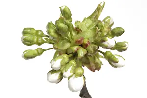 Stone Fruit Nutrition Impressions: Budding of the cherry