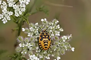 Flower Visiting Insects Impressions: Bug larvae
