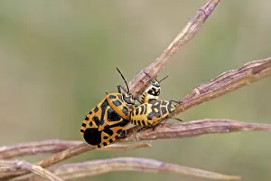 Wildlife Photography Fauna Impressions: Bug larvae