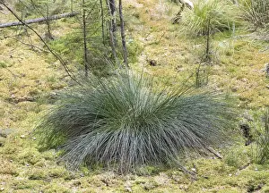 Uninhabited Places Impressions: Bulrush (Juncus effusus)
