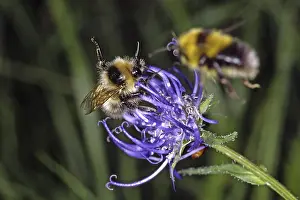 Wildlife Photography Nature Scene Impressions: Bumblebee on devil's claw (Phyteuma)
Bumblebee on devil's claw (Phyteuma)
