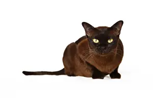 Pedigree Cat Impressions: Burmese cat