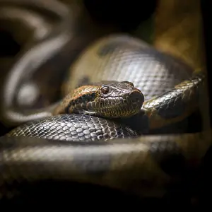 Python Birman Impressions: Le python birman, Python bivittatus.