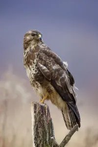 Wild Animal Winter Impressions: Buzzard
