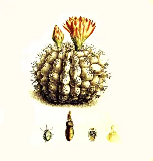 Deserted Cactus Landscape Impressions: Cacti, Echinocactus centeterius