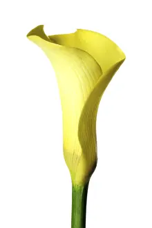 Yellow Blossom Impressions: Calla