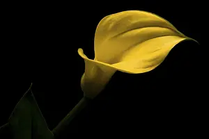 Indoor Flowering Plant Impressions: Calla
