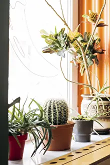 Warm And Inviting Atmosphere Impressions: A captivating Mexican interior scene featuring an array of cacti