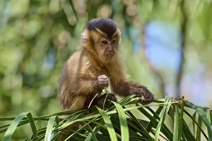 Capuchin Monkey Impressions: A capuchin monkey sitting on a leaf