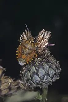 Tree Bug Damage Impressions: Carpocoris fuscispinus, tree bug