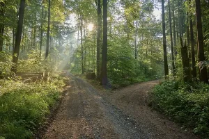 Bavaria Forest Path Impressions: Fork, forest path, deciduous forest