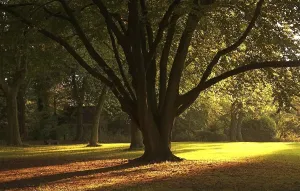 Deciduous Tree Bench Impressions: Sunlight