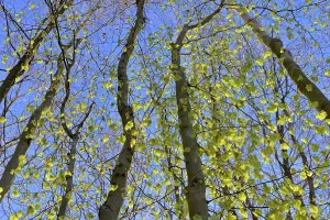 Common Beeches Germany Impressions: Tree trunks, deciduous forest in spring