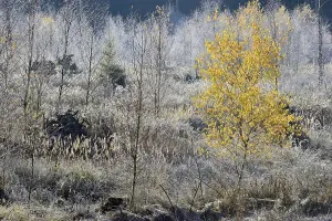 Hoar Frost On Deciduous Trees Impressions: Windthrow area with typical vegetation