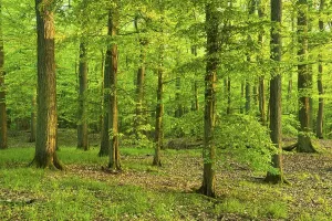 Ecological Conservation Germany Impressions: Mixed deciduous forest, Grumsiner Forst