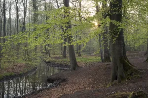 European Beech Tree Forests Impressions: Stream and beech forest in spring