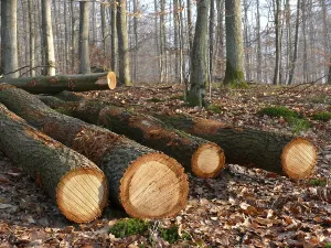 Tree Trunk Cross Section Impressions: Fallen tree trunks in the forest