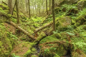 Deserted Woods Photography Impressions: Falling trees in a ravine in an old forest