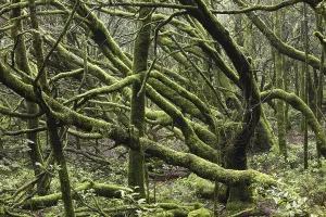 Cloud Forest Impressions: Moss-covered trees in a cloud forest