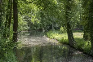 Uninhabited Woods Germany Impressions: Spring