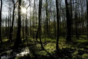 Spring Morning Scene Impressions: Spring in an alder forest