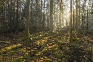 Sunbeams Through Trees Impressions: Sunbeams through the trees in a mountain forest in winter