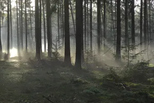 Forest Clearing Impressions: Sunlight and shadows in a forest
