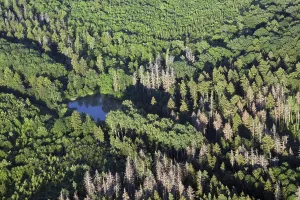 Spruce Tree Landscape Photo Impressions: Thuringia