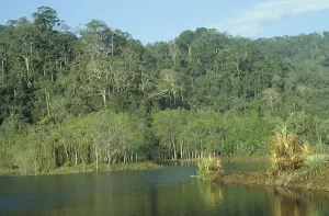Primeval Forest Impressions: Primeval forest on Java